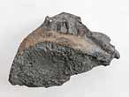 Planohybodus grossiconus cartilage Fossile du jurassique Boulonnais
